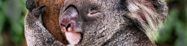 koala, is sleeping, rest Wallpaper 1590x400