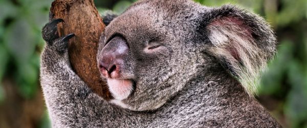 Обои 3440x1440 коала, спит, отдых