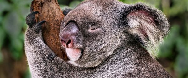 koala, is sleeping, rest Wallpaper 3440x1440