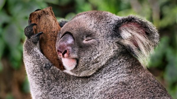 Обои 2048x1152 коала, спит, отдых