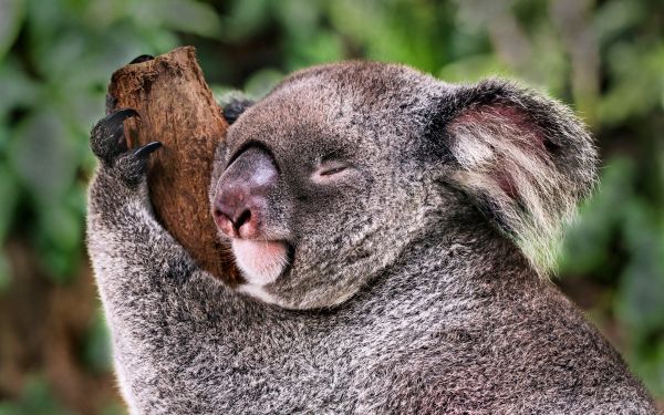Обои 2560x1600 коала, спит, отдых