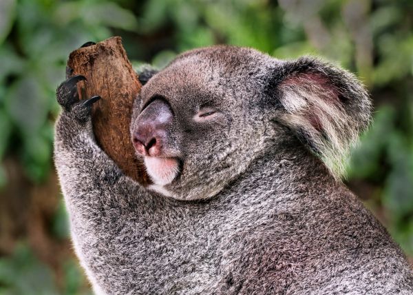 Обои 3938x2812 коала, спит, отдых