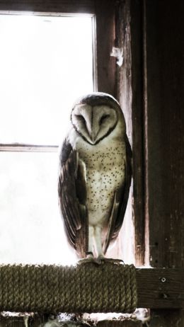owl, bird, window Wallpaper 720x1280
