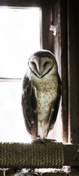 owl, bird, window Wallpaper 1080x2400