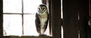 owl, bird, window Wallpaper 2560x1080