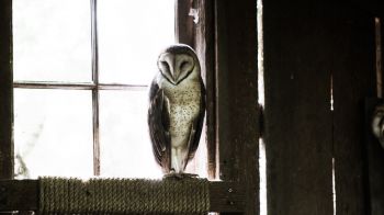 owl, bird, window Wallpaper 1280x720