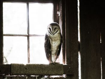 owl, bird, window Wallpaper 1024x768