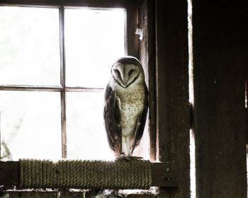 owl, bird, window Wallpaper 1280x1024