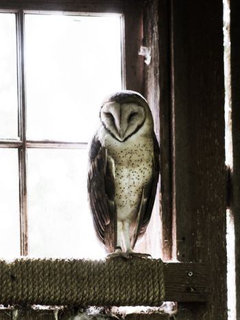 owl, bird, window Wallpaper 1668x2224