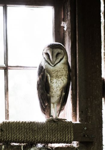 owl, bird, window Wallpaper 1668x2388
