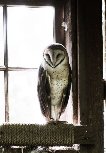 owl, bird, window Wallpaper 1640x2360