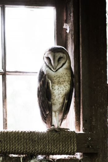 owl, bird, window Wallpaper 640x960