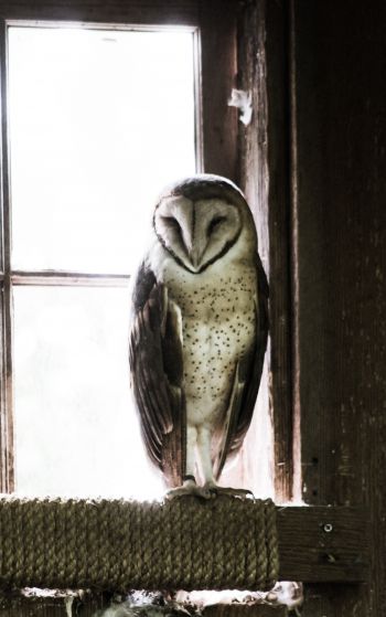 owl, bird, window Wallpaper 1752x2800