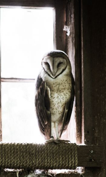 owl, bird, window Wallpaper 1200x2000