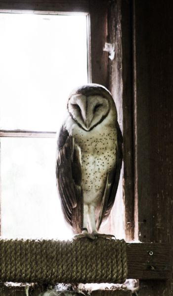 owl, bird, window Wallpaper 600x1024