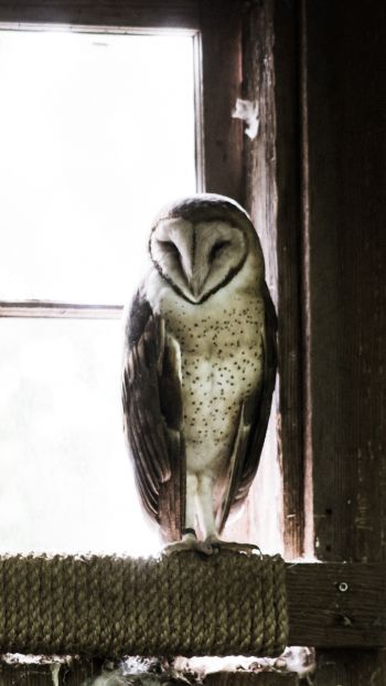 owl, bird, window Wallpaper 640x1136