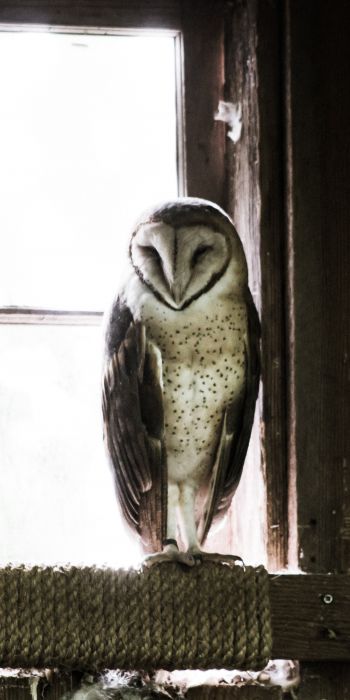 owl, bird, window Wallpaper 720x1440