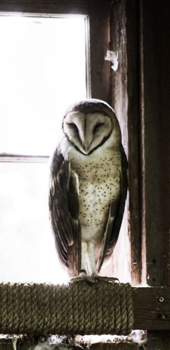 owl, bird, window Wallpaper 1440x2960