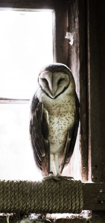 owl, bird, window Wallpaper 720x1520