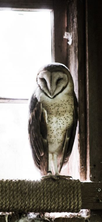 owl, bird, window Wallpaper 1125x2436