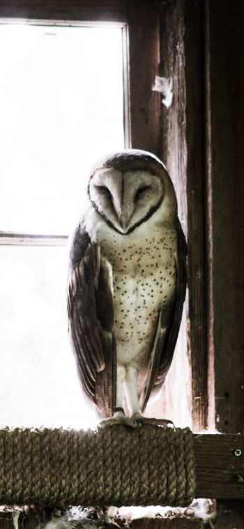 owl, bird, window Wallpaper 1080x2340
