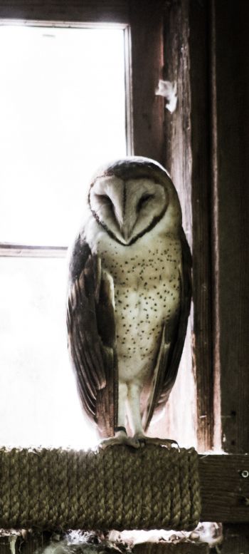 owl, bird, window Wallpaper 1080x2400