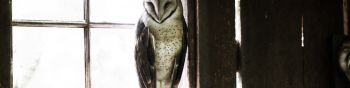 owl, bird, window Wallpaper 1590x400