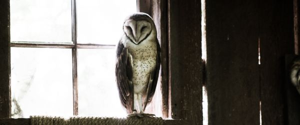 owl, bird, window Wallpaper 3440x1440