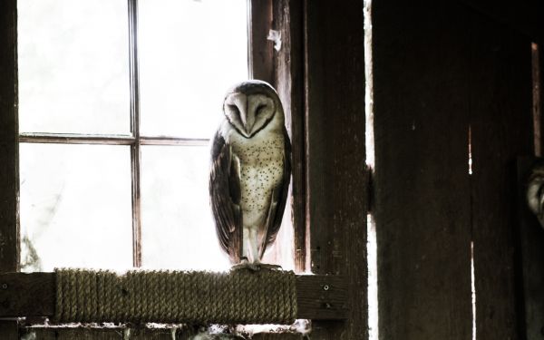 owl, bird, window Wallpaper 1920x1200