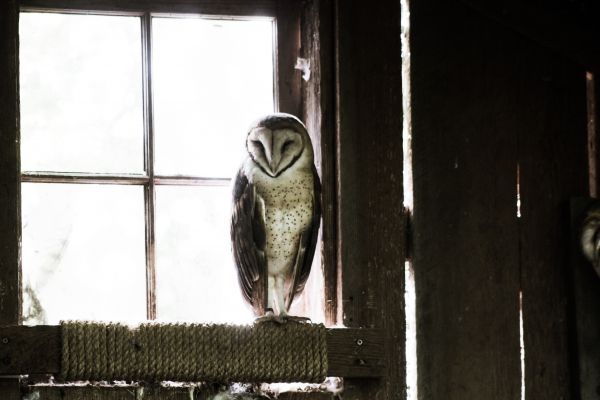 owl, bird, window Wallpaper 5074x3383