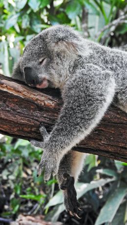 Обои 640x1136 коала, спит, отдых, сон