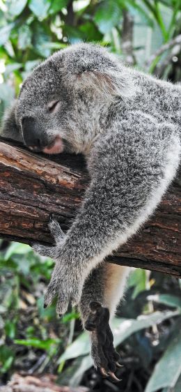 Обои 1284x2778 коала, спит, отдых, сон