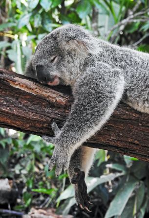 koala, is sleeping, rest, dream Wallpaper 2881x4204