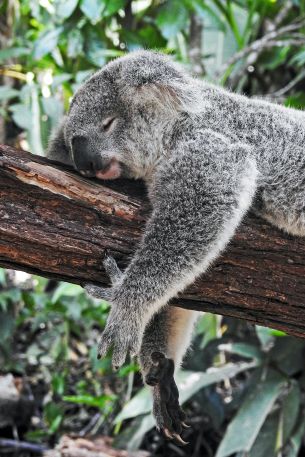 Обои 640x960 коала, спит, отдых, сон