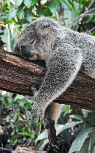 Обои 1752x2800 коала, спит, отдых, сон