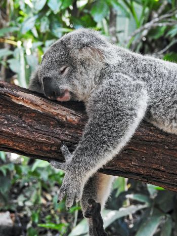 Обои 1620x2160 коала, спит, отдых, сон