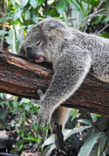 koala, is sleeping, rest, dream Wallpaper 1668x2388