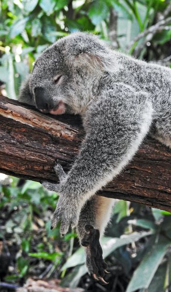 koala, is sleeping, rest, dream Wallpaper 600x1024