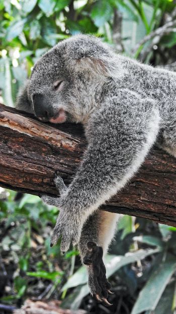 koala, is sleeping, rest, dream Wallpaper 750x1334
