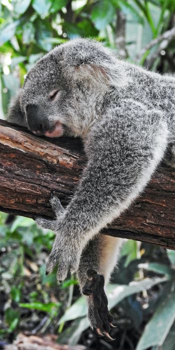 Обои 720x1440 коала, спит, отдых, сон