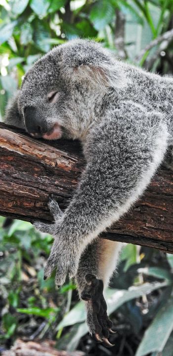 Обои 1080x2220 коала, спит, отдых, сон