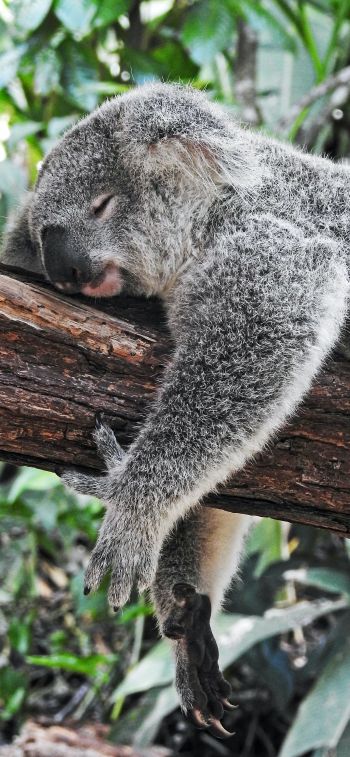 Обои 1170x2532 коала, спит, отдых, сон