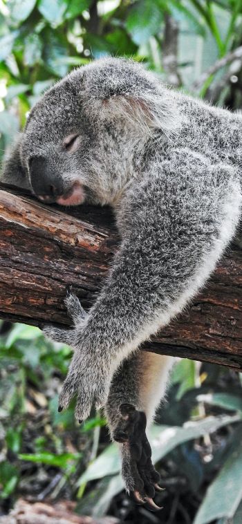 Обои 1080x2340 коала, спит, отдых, сон