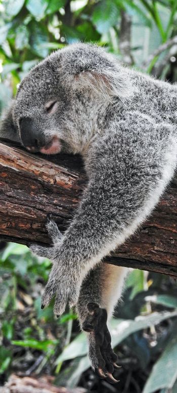 koala, is sleeping, rest, dream Wallpaper 1080x2400