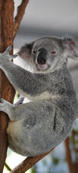 Обои 1440x3200 коала, сонный, серый