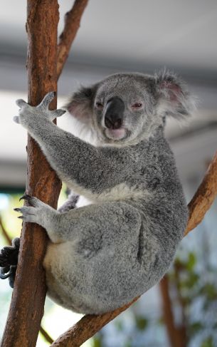 Обои 1752x2800 коала, сонный, серый