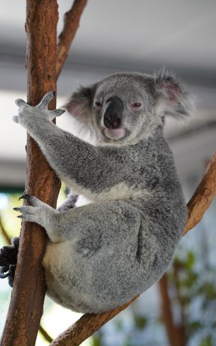 Обои 1600x2560 коала, сонный, серый