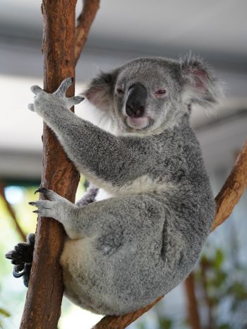 Обои 1668x2224 коала, сонный, серый