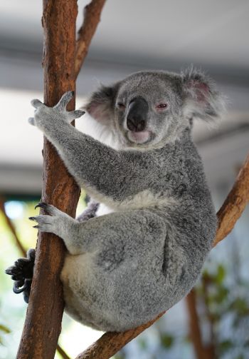 koala, sleepy, gray Wallpaper 1640x2360