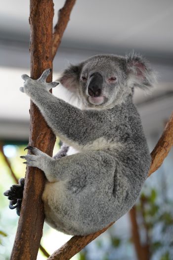 Обои 640x960 коала, сонный, серый